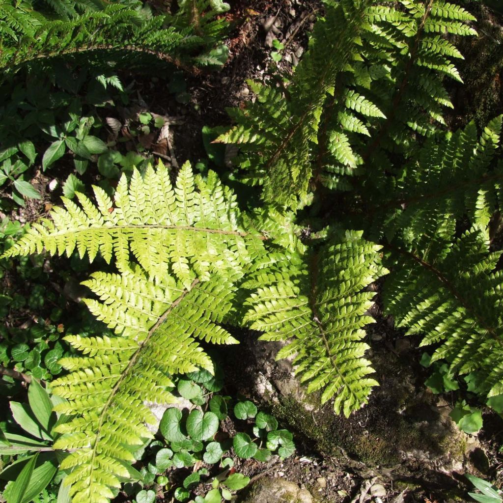 Polystichum braunii - Fougère - Polystic de Braun