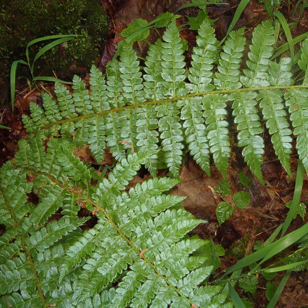 Polystichum braunii - Fougère - Polystic de Braun