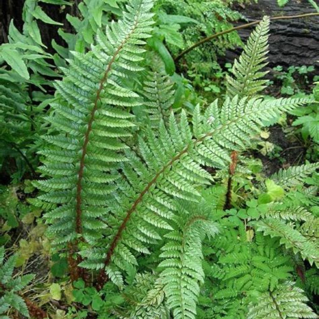 Polystichum neolobatum - Fougère sabre 