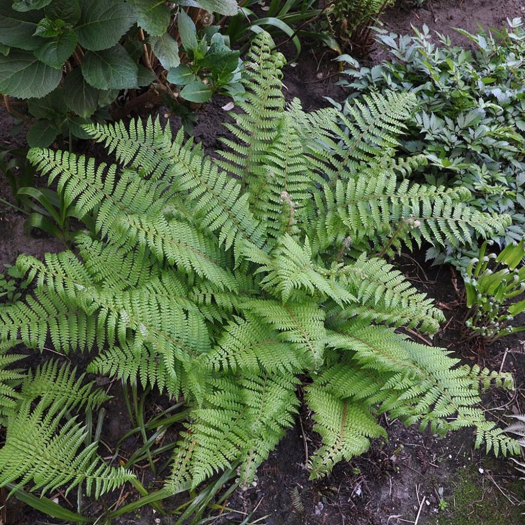 Aspidie à cils raides Herrenhausen - Polystichum setiferum 