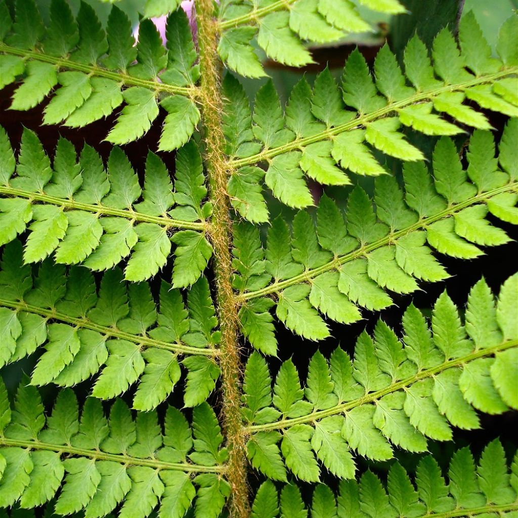 Aspidie à cils raides Herrenhausen - Polystichum setiferum 