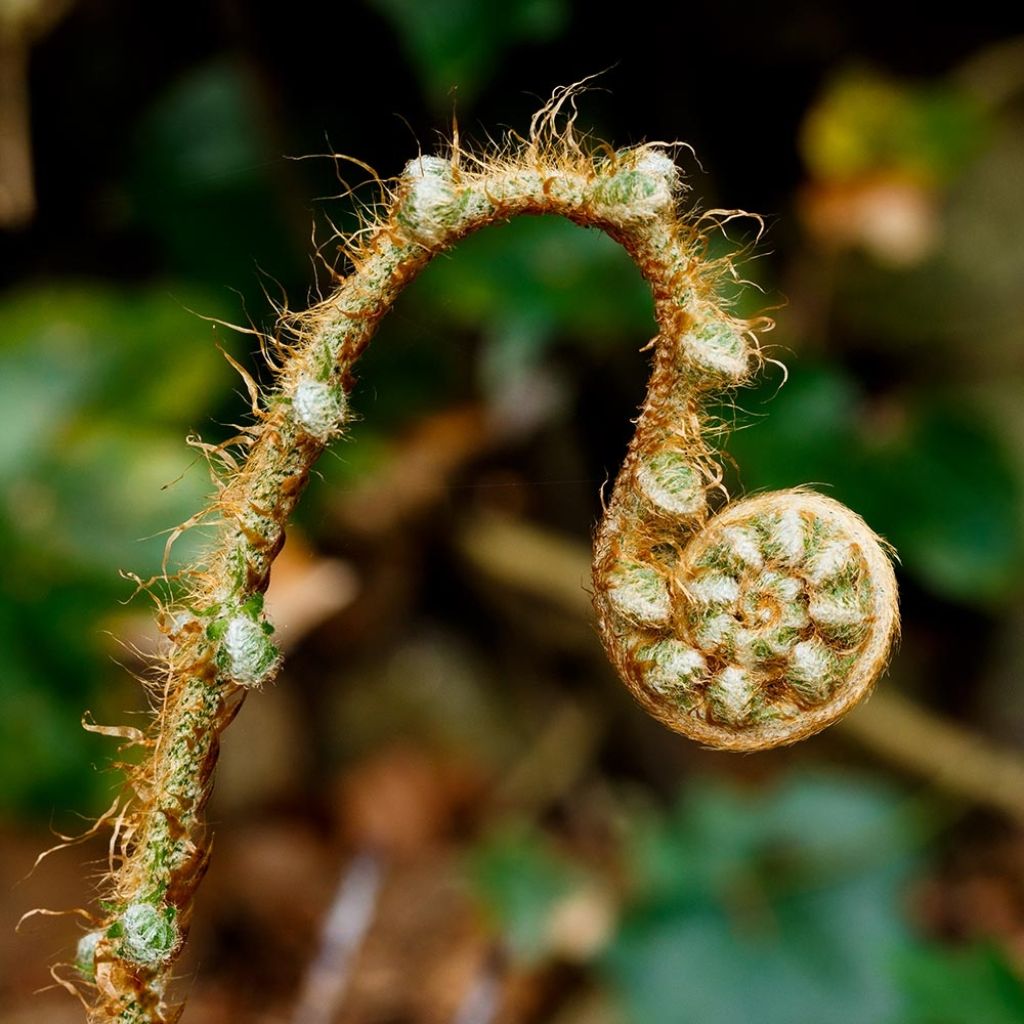 Aspidie à cils raides Herrenhausen - Polystichum setiferum 