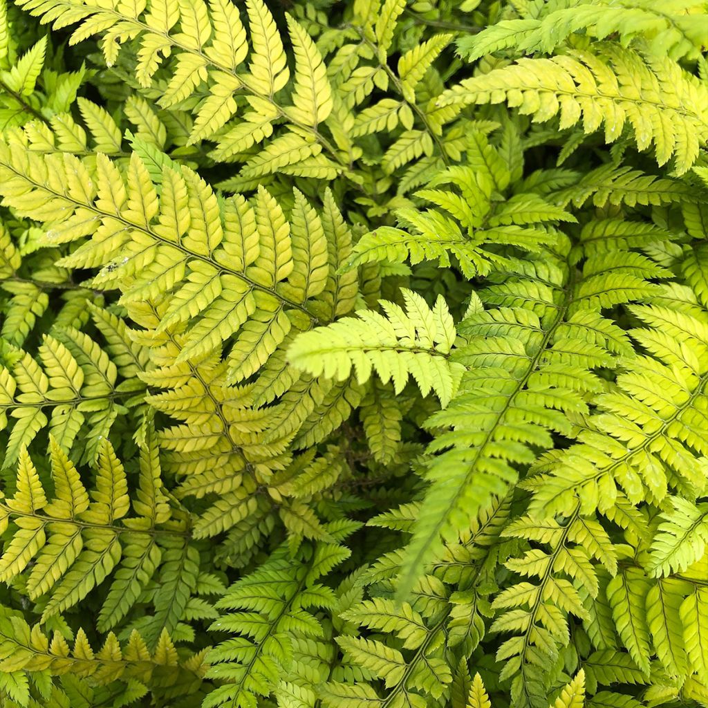 Polystichum tsus-simense - Aspidie, fougère