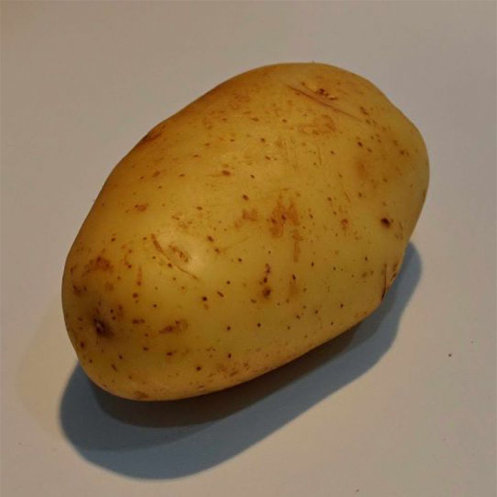 Pommes de terre Apollo - Solanum tuberosum