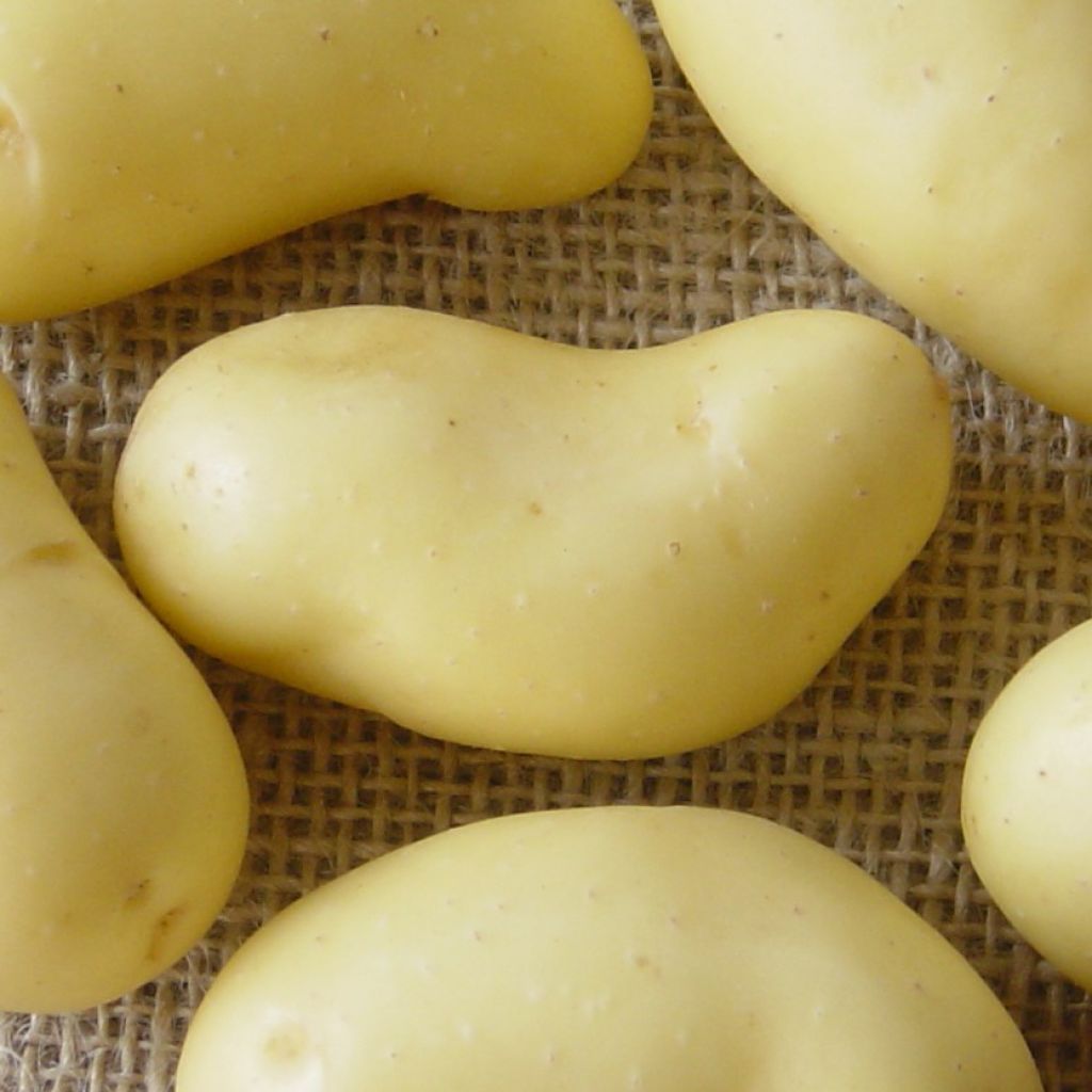 Pommes de terre BF 15 - Solanum tuberosum