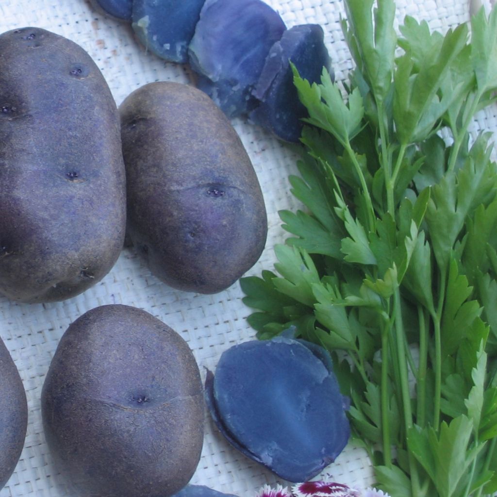 Pommes de terre Bleue d'Artois - Solanum tuberosum