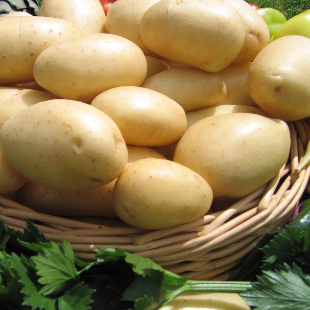 Pommes de terre Caesar - Solanum tuberosum