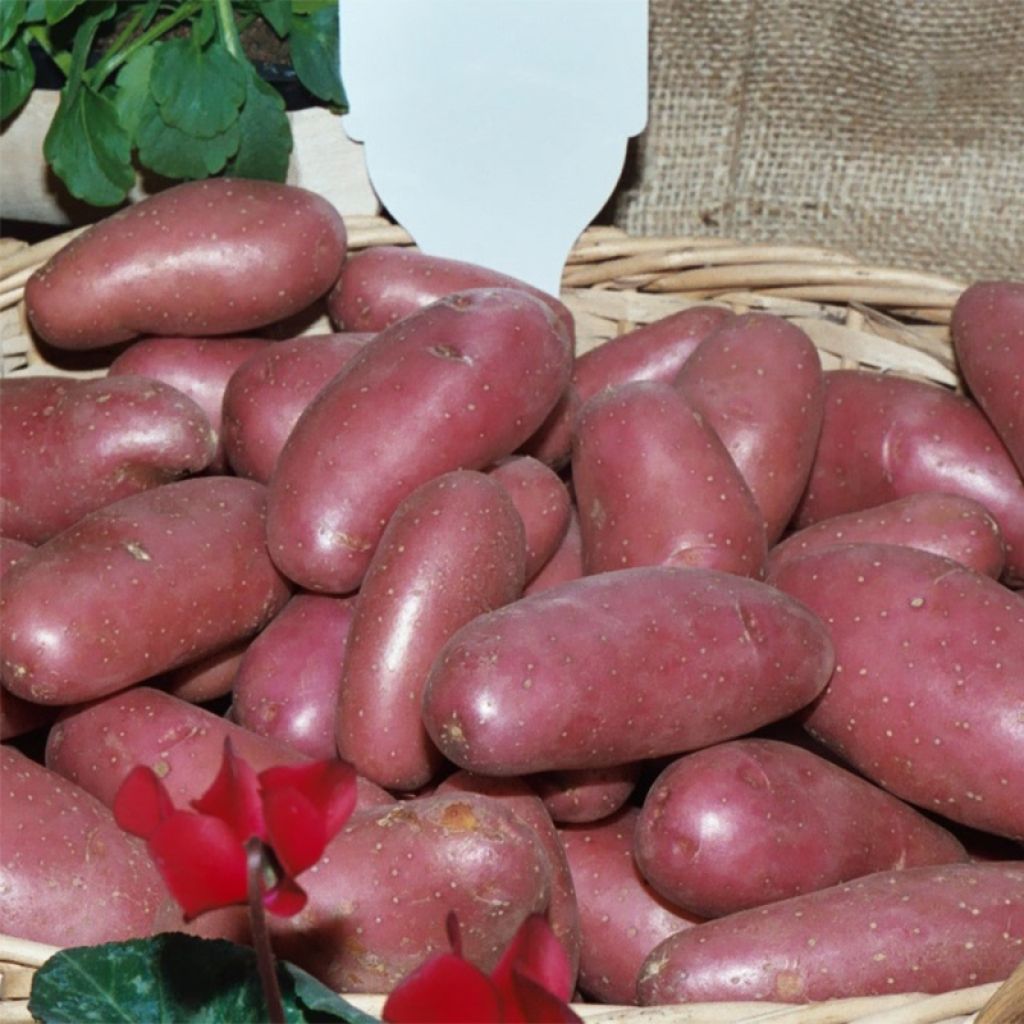Pommes de terre Cherie - Solanum tuberosum
