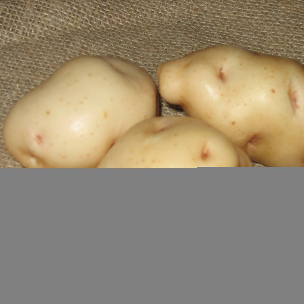 Pommes de terre Institut de Beauvais - Solanum tuberosum