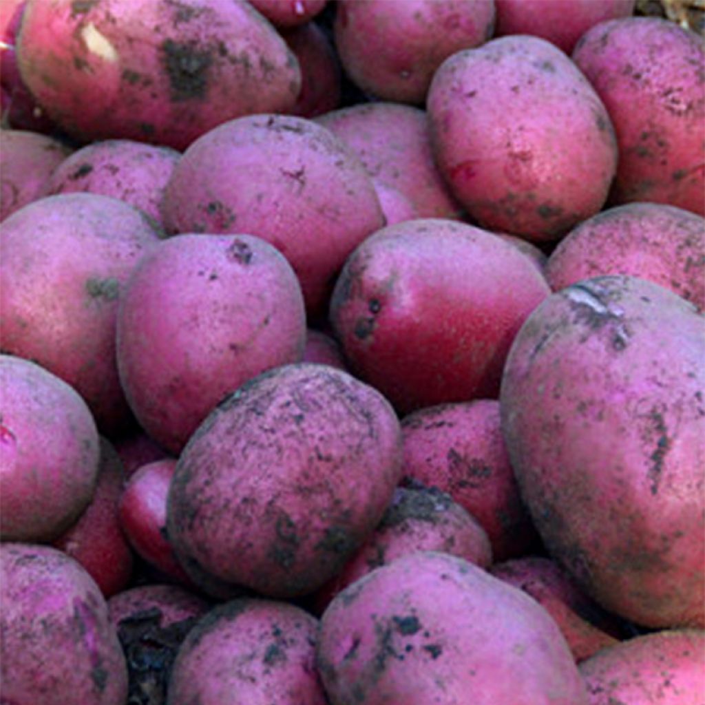Pommes de terre Magenta Love - Solanum tuberosum