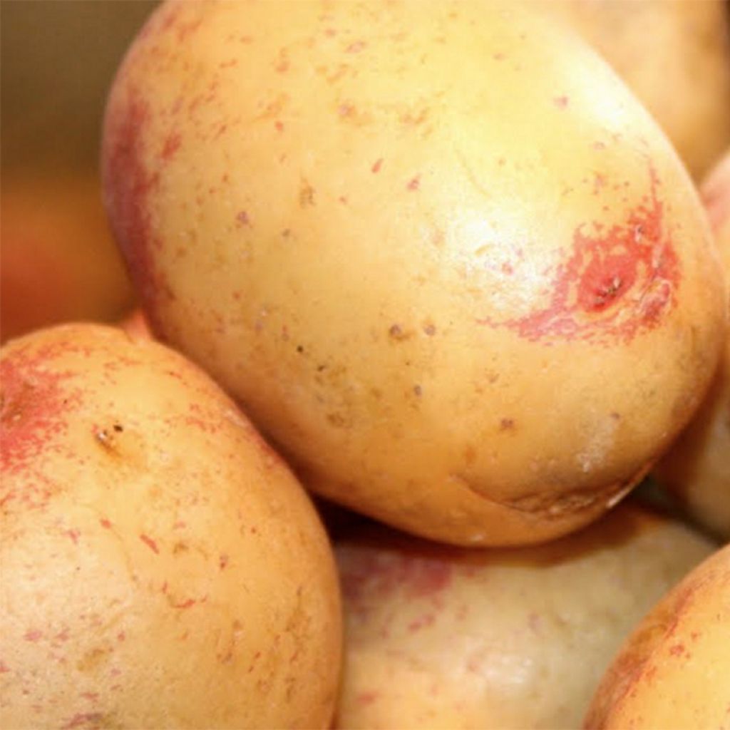 Pommes de terre Oeil de Perdrix (King Edward VII) - Solanum tuberosum