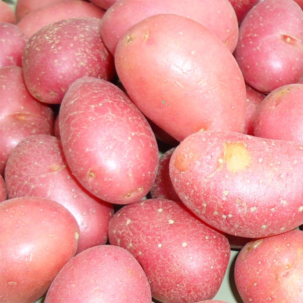Pommes de terre Roseval rouge - Sac de 25 plants