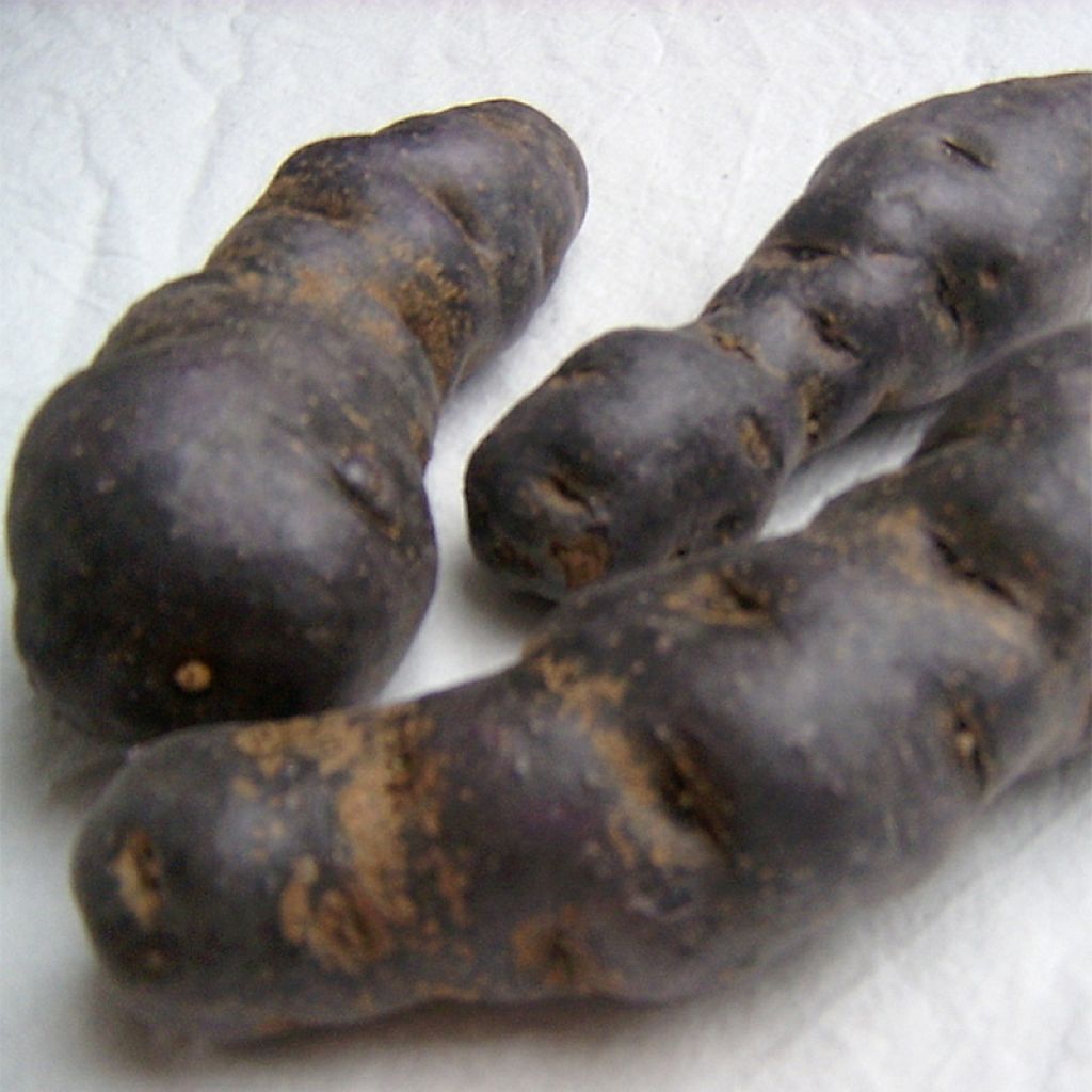 Pommes de terre Vitelotte - Solanum tuberosum