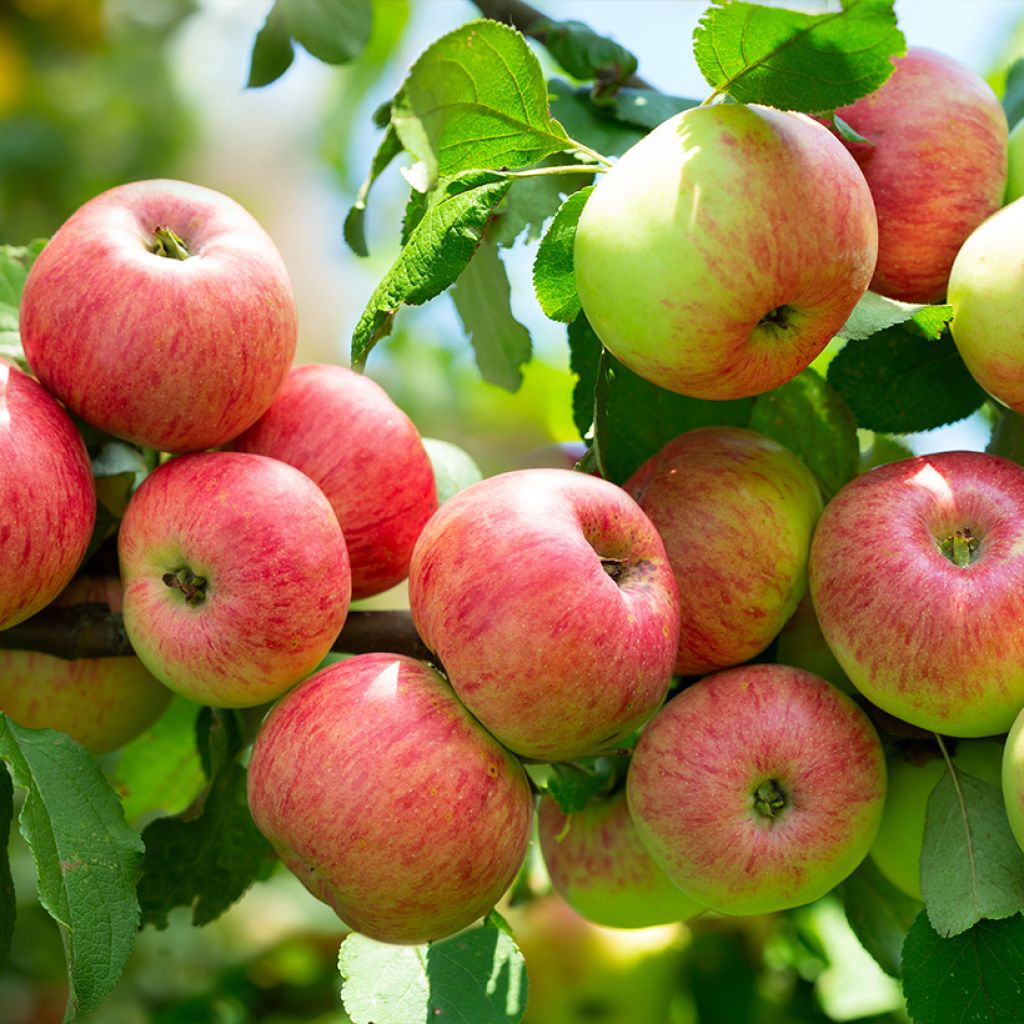 Pommier Astrakan Rouge