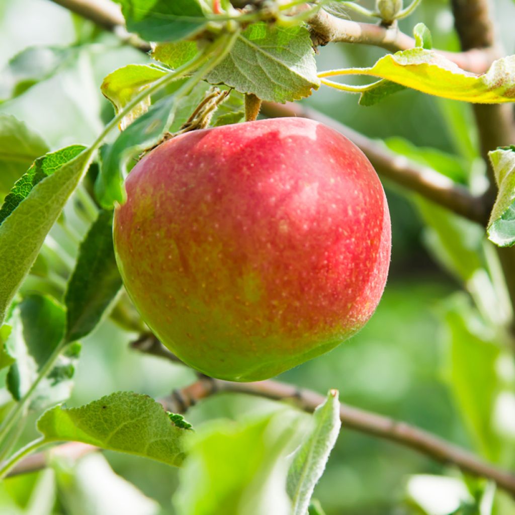 Pommier Belle fille de l'Indre