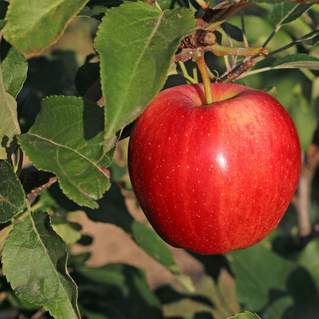 Pommier Gala - Malus domestica en pot de 4l/5l