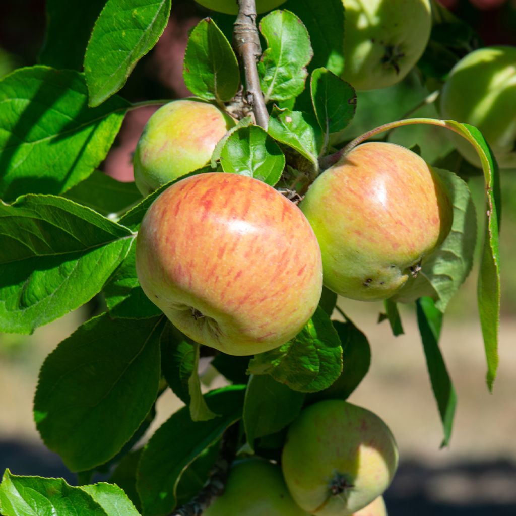 Pommier Jacques Lebel - Malus domestica Buisson en racines nues