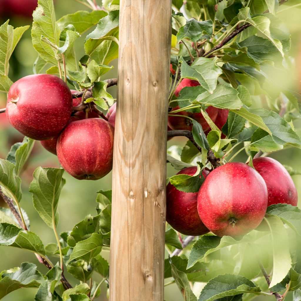 Pommier Jumbo Hanners - Malus domestica en motte prêt à planter