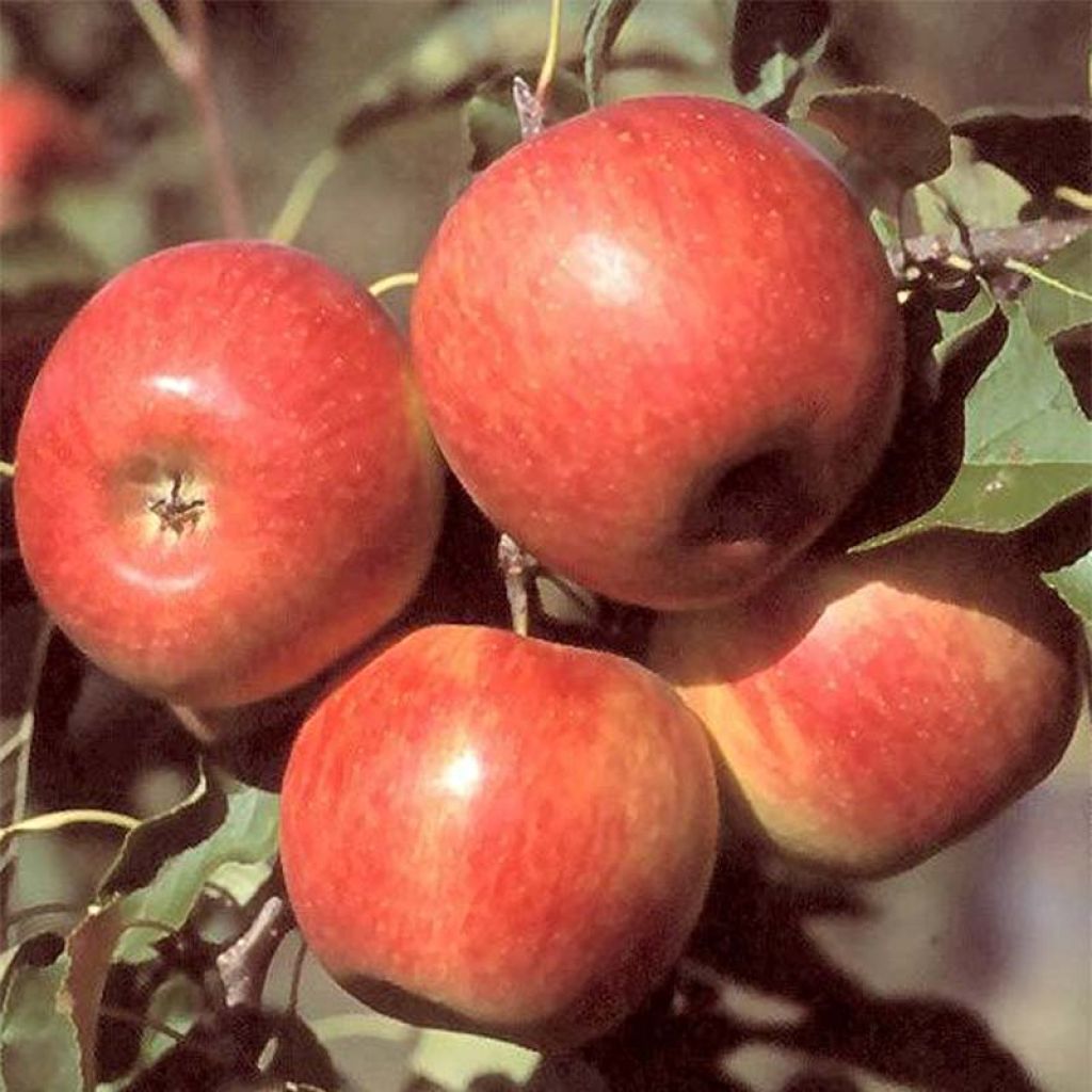 Pommier Reine des Reinettes