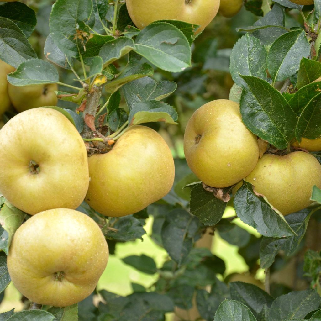 Pommier Reinette Blanche du Canada - Malus domestica Demi-tige en pot de 12l/15l