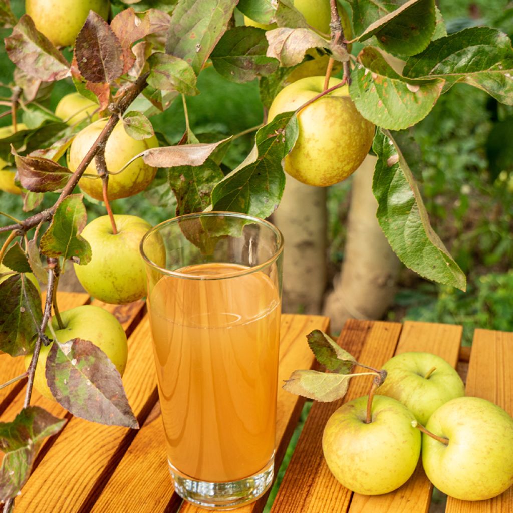 Pommier à cidre Petit Jaune