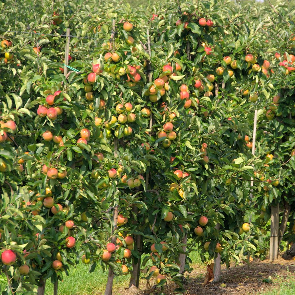 Pommier colonnaire Versailles delgrico - Malus domestica