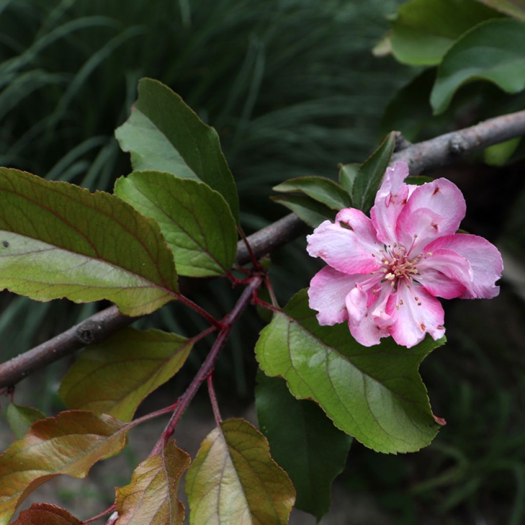 Pommier d'ornement - Malus Aldenhamensis