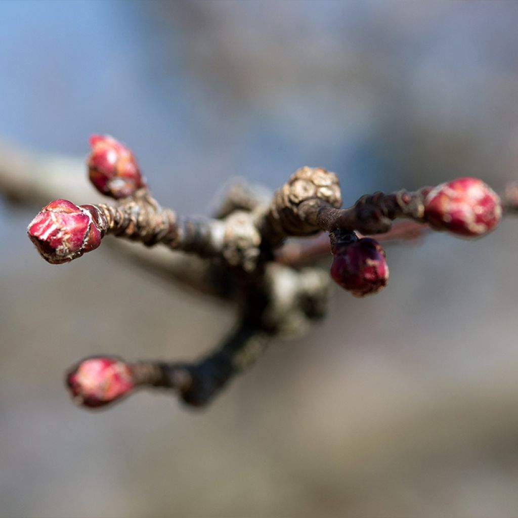 Pommier d'ornement - Malus Aldenhamensis