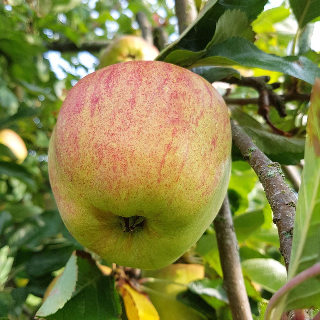 Pommier nain Delicado