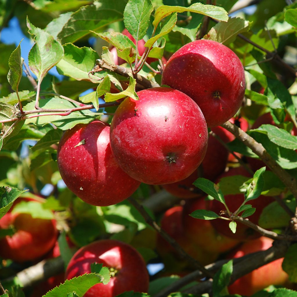 Pommier nain Fruit Me Apple Me Red Gala 