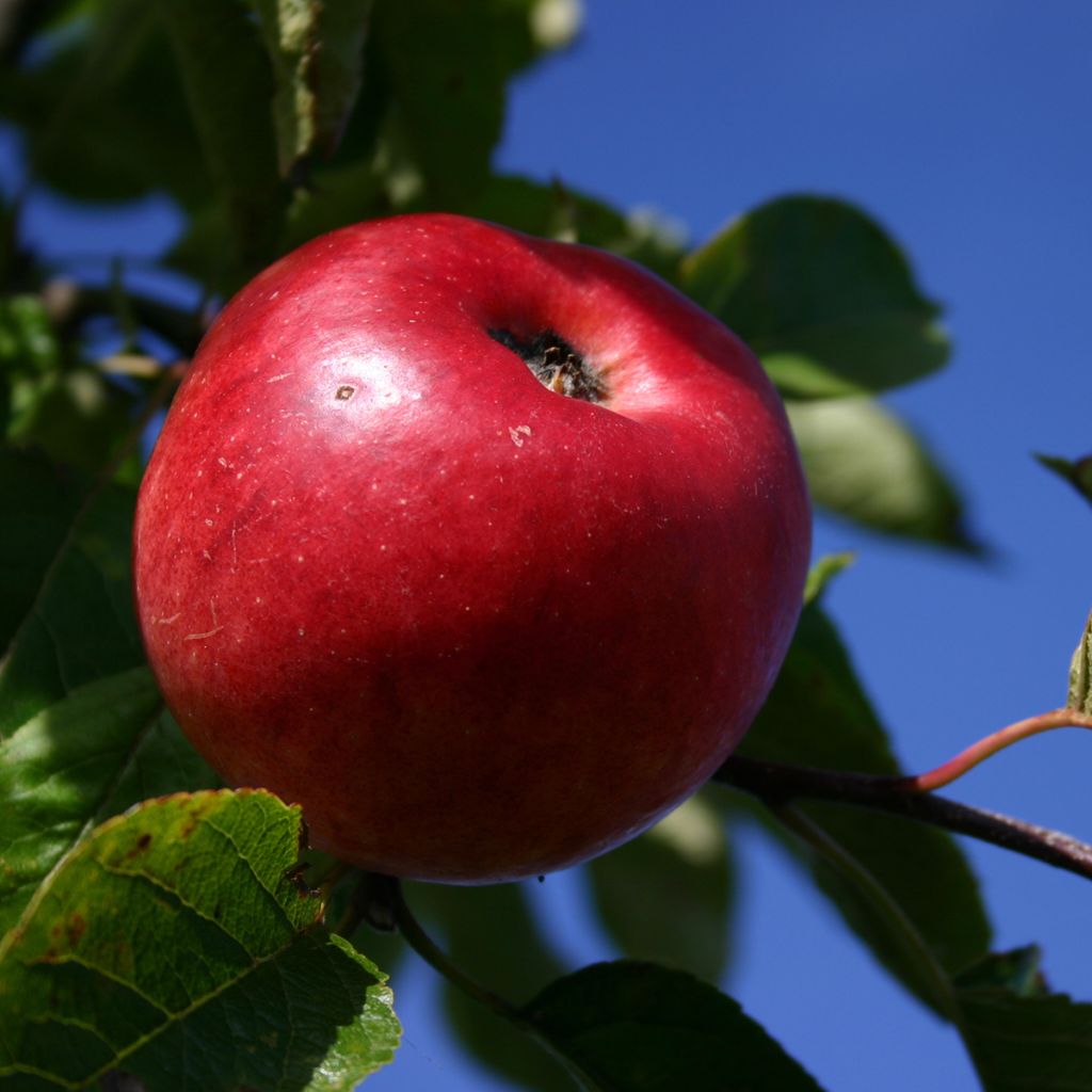 Pommier nain Red Dwarf (Roter Zwerg)