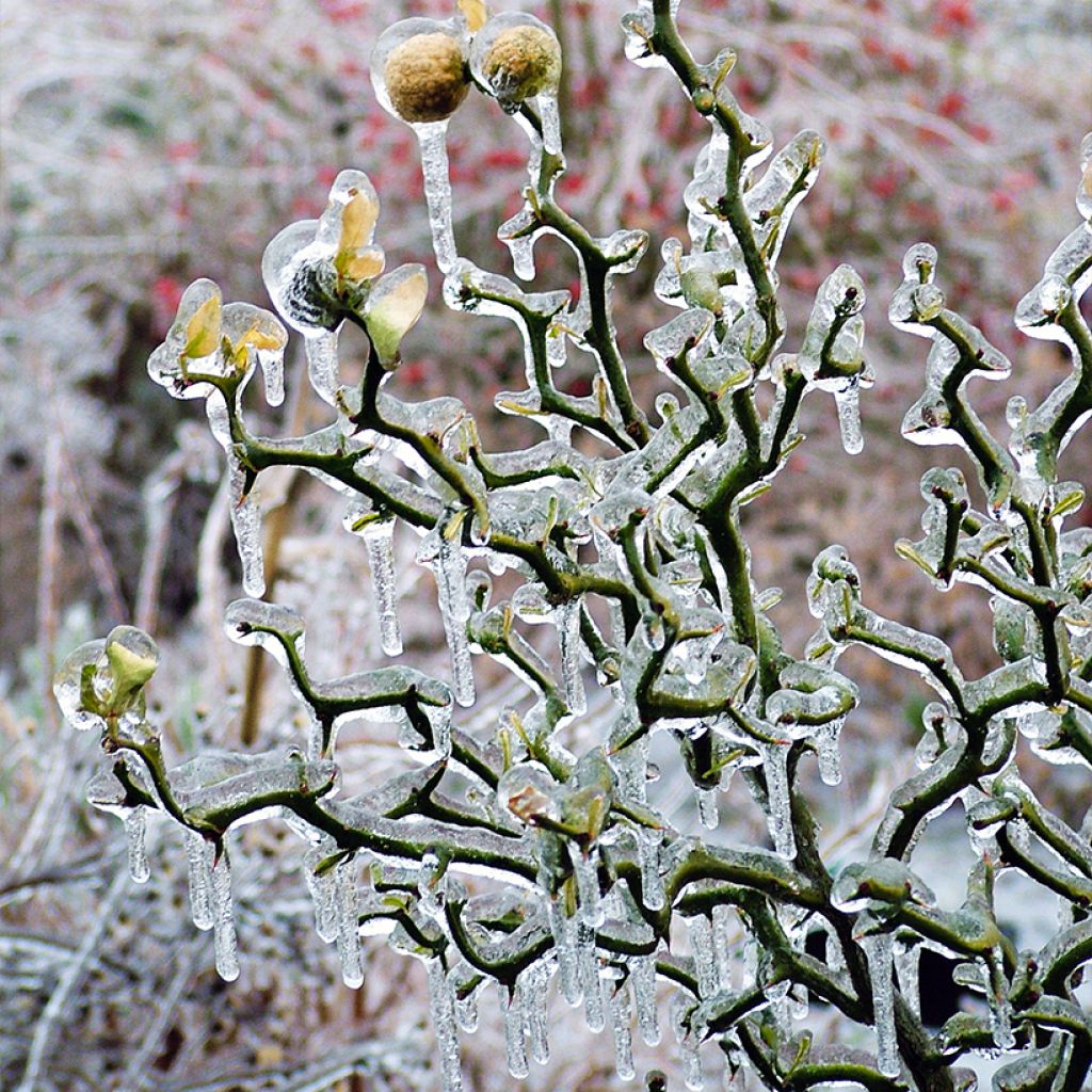 Poncirus trifoliata Flying Dragon - Citronnier épineux