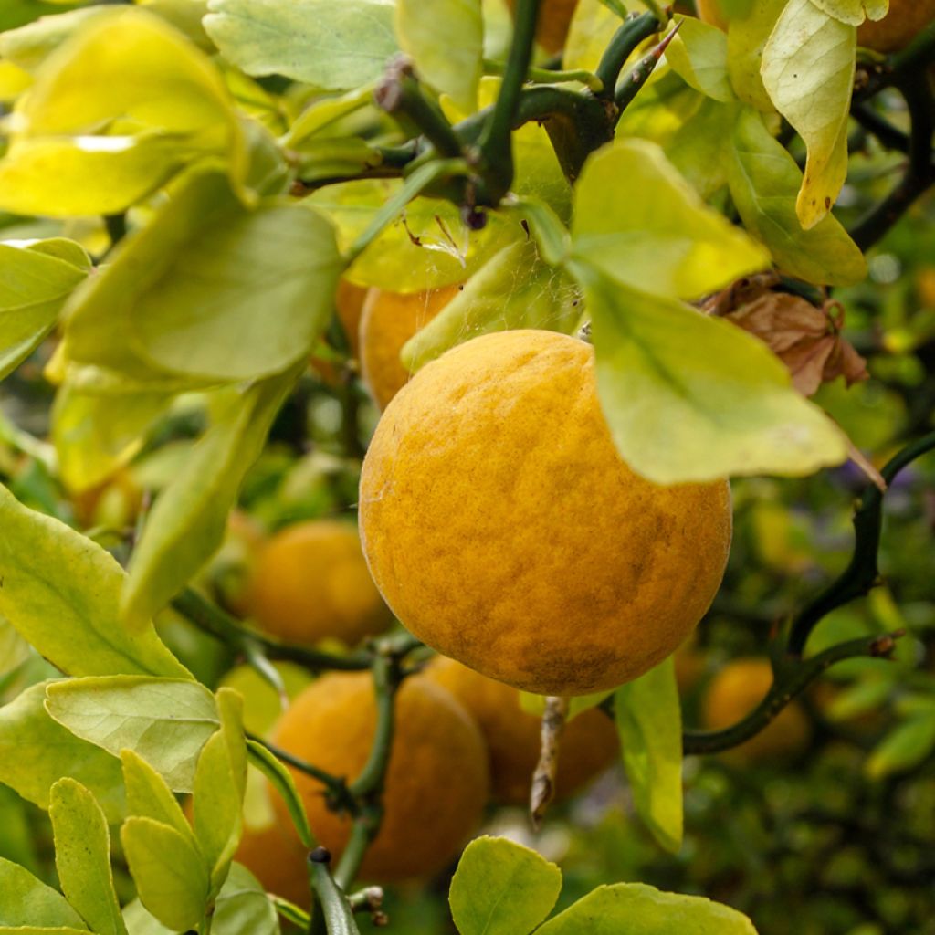 Poncirus trifoliata Flying Dragon - Citronnier épineux