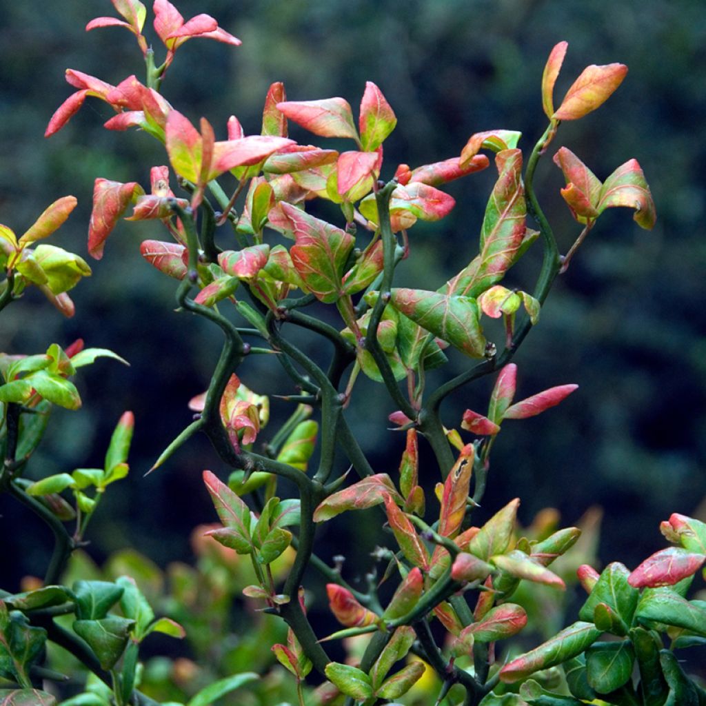 Poncirus trifoliata Flying Dragon - Citronnier épineux