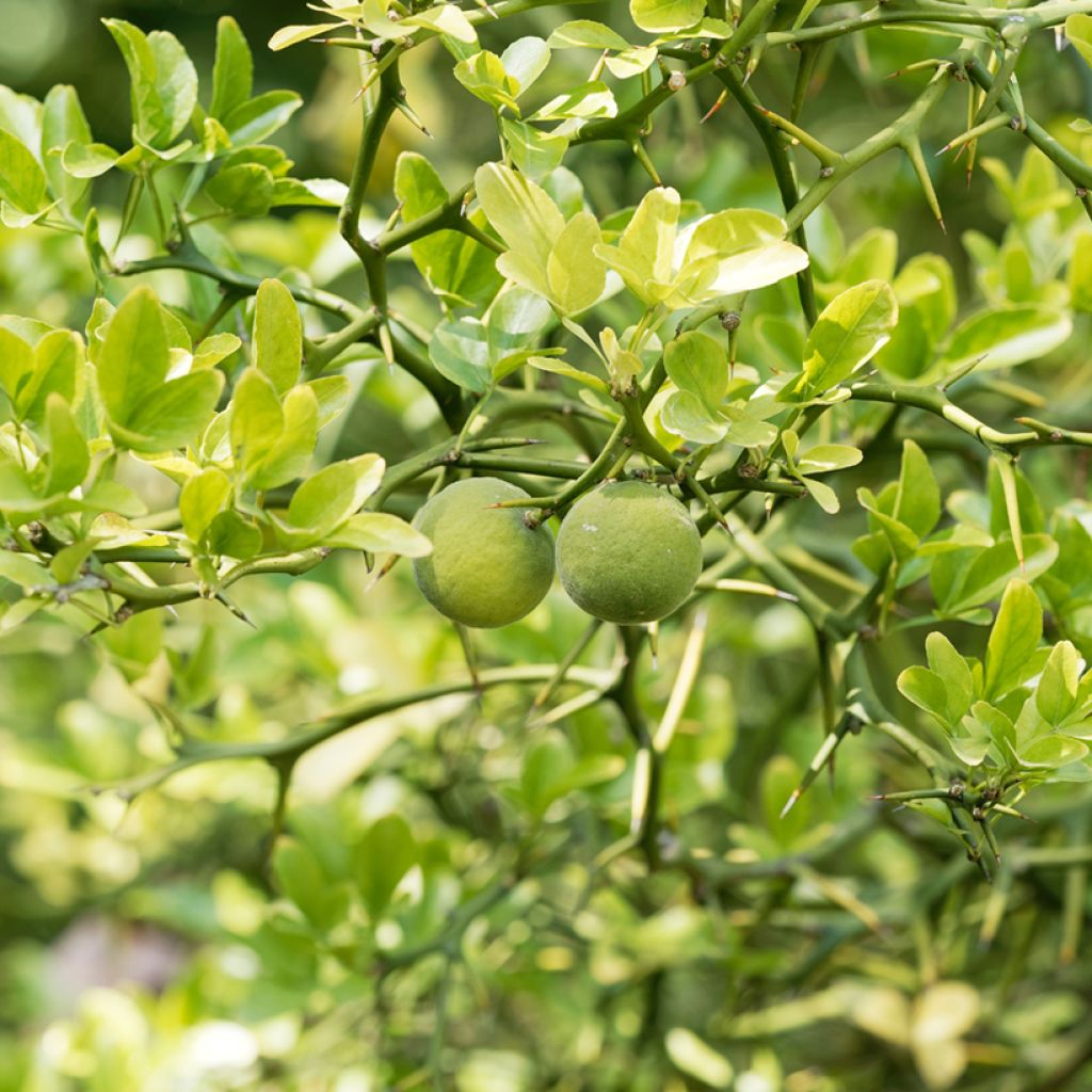 Poncirus trifoliata Flying Dragon - Citronnier épineux