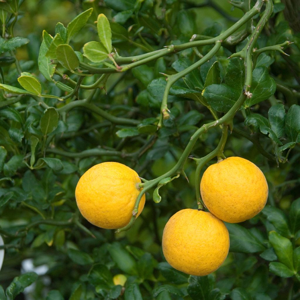 Poncirus trifoliata Flying Dragon - Citronnier épineux