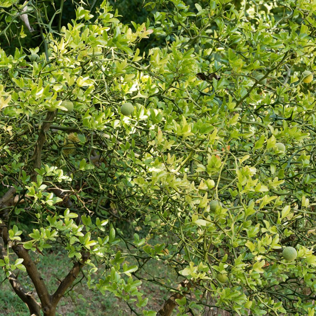 Poncirus trifoliata Flying Dragon - Citronnier épineux