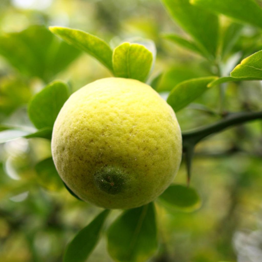 Citronnier épineux - Poncirus trifoliata