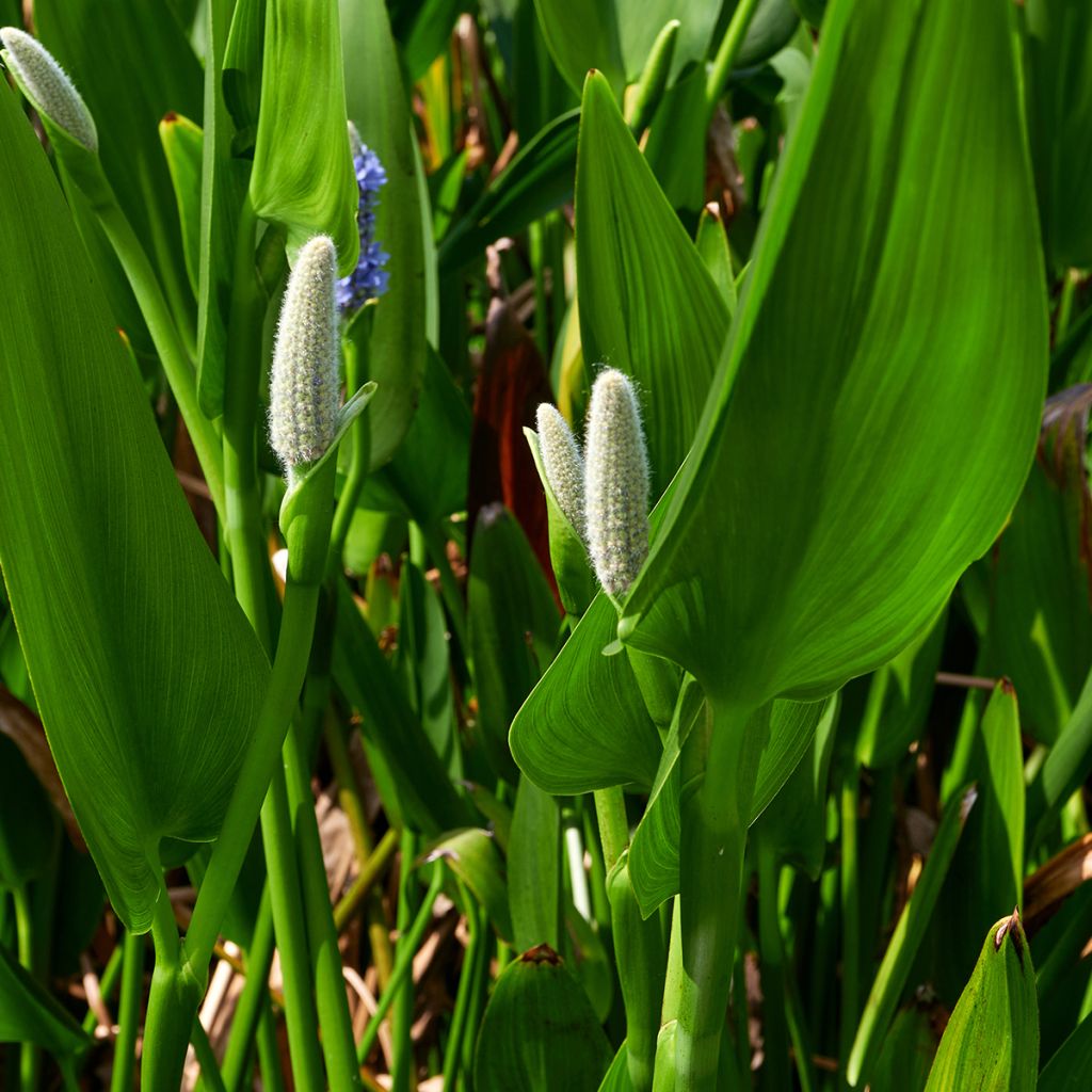 Pontederia Lanceolata - Pontédérie à feuilles lancéolées - Plante de b