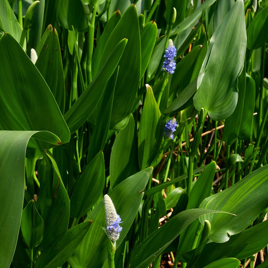 Pontederia lanceolata - Pontédérie à feuilles lancéolées