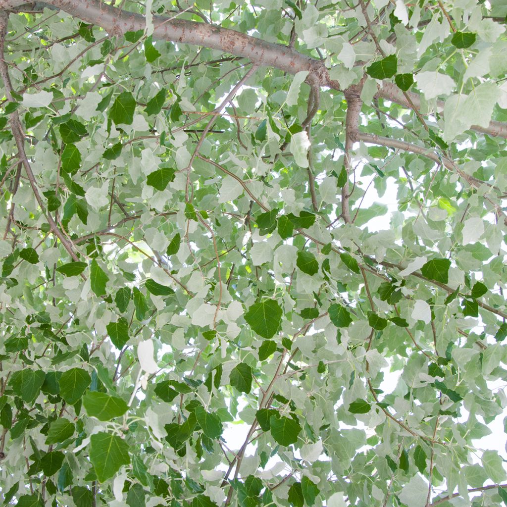 Populus alba - Peuplier blanc, de Hollande