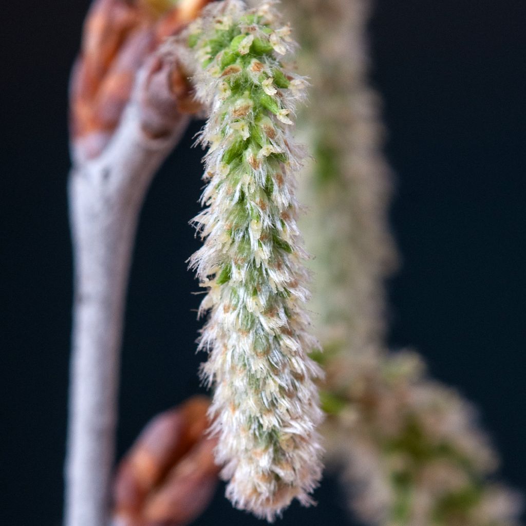 Populus alba - Peuplier blanc, de Hollande