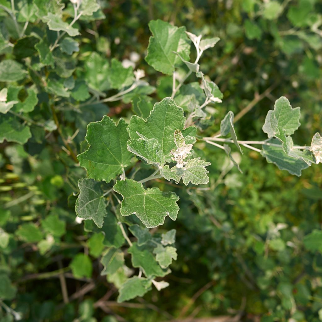 Populus alba - Peuplier blanc, de Hollande