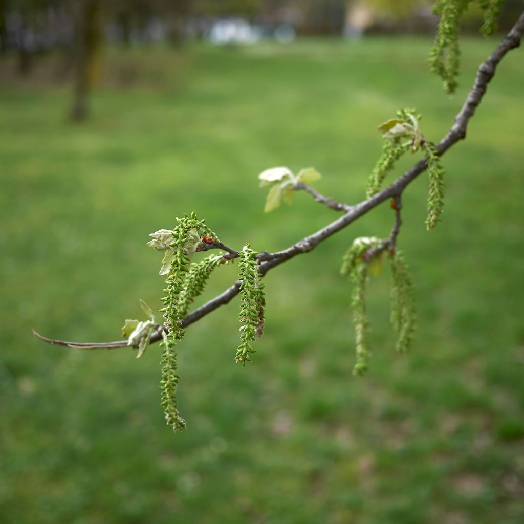 Populus alba - Peuplier blanc, de Hollande