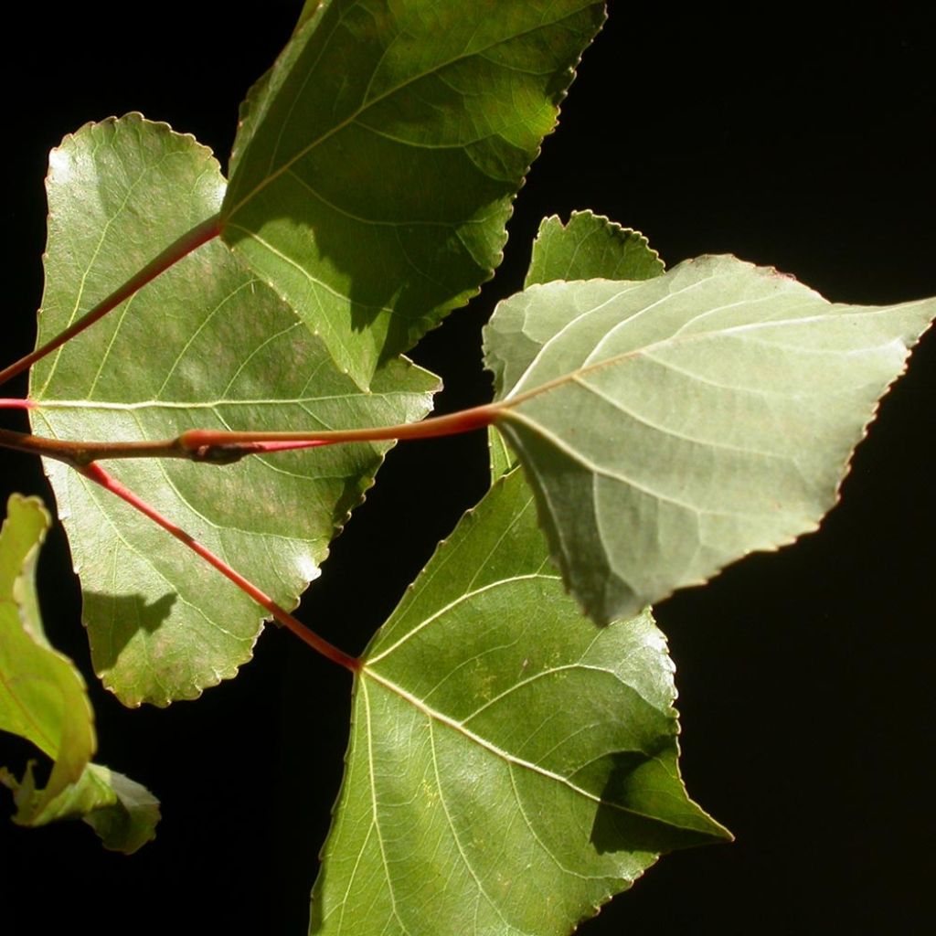 Peuplier Robusta - Populus euramericana (canadensis)