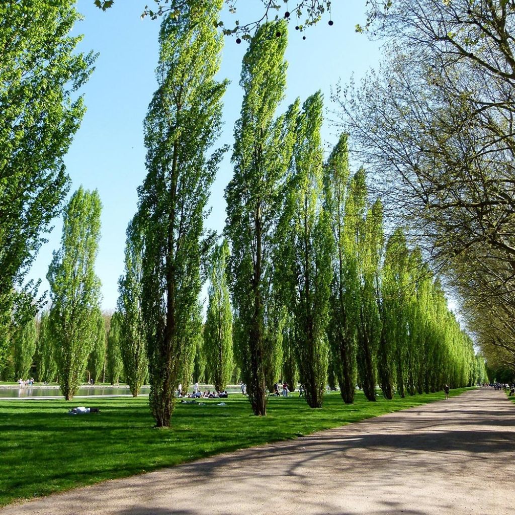 Peuplier d'Italie - Populus nigra Italica