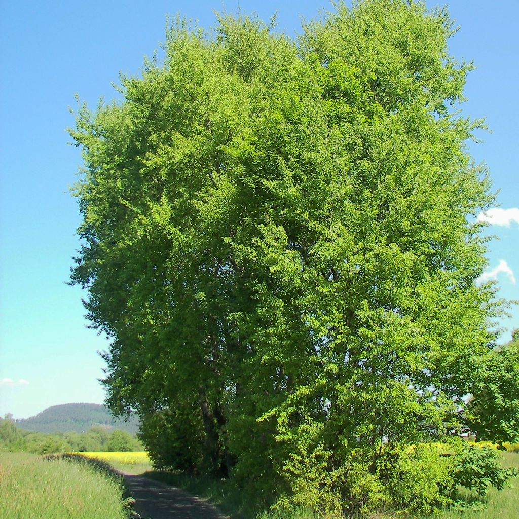 Peuplier Tremble - Populus tremula