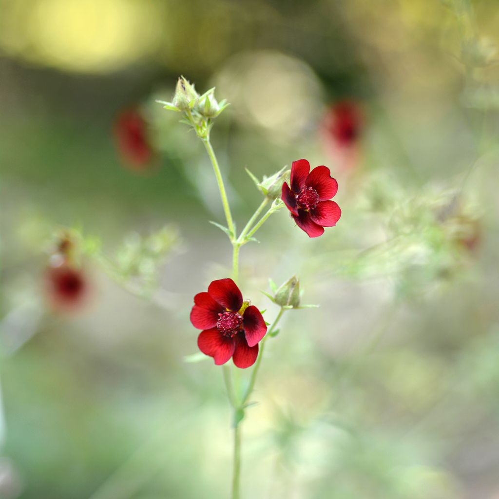 Potentille sanguine - Potentilla atrosanguinea