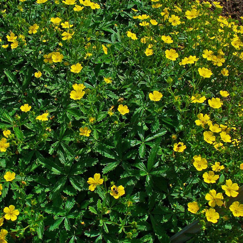 Potentilla aurea  - Potentille dorée