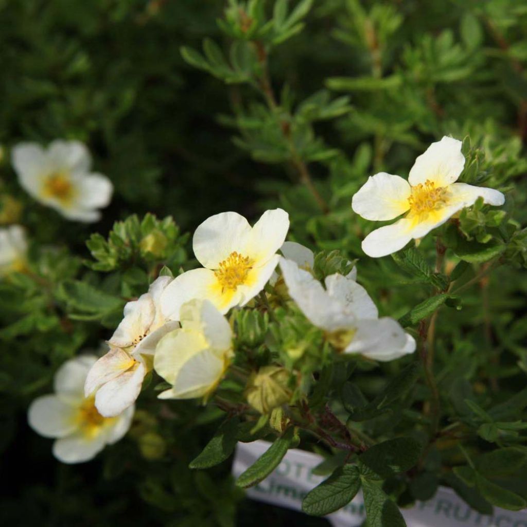 Potentilla fruticosa Limelight - Potentille arbustive.